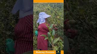 The Process Of Picking Fruit [upl. by Vatsug]