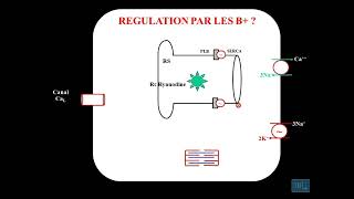 10  Physiologie cardio vasculaire partie 10 [upl. by Esmaria797]