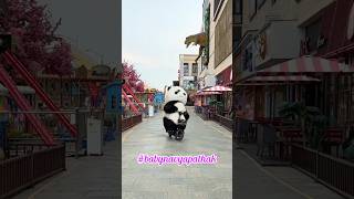 cute panda video panda shorts [upl. by Ameluz]