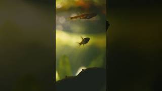 Chili Rasbora with a story [upl. by Eissolf]