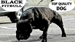 Black Pitbull  top quality affordable price [upl. by Carmela]