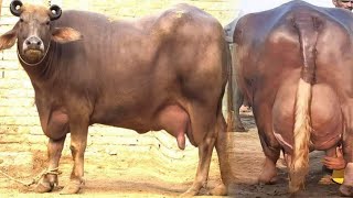 No 1 Highest Milking Kundhi Buffalo  Banni Buffalo  Dairy Farming in Pakistan amp India [upl. by Elaina678]