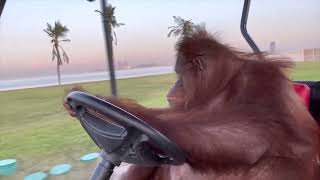 Orangutan Driving Golf Cart ft Phil Collins [upl. by Ruthanne]