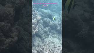 Moorish Idol and Keeltail Needlefish raddadchad snorkeling fish party hawaii aloha [upl. by Kciv506]