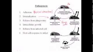 Rickettsia pathogenesis [upl. by Batruk]