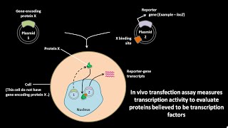 In vivo transfection assay [upl. by Azenav]