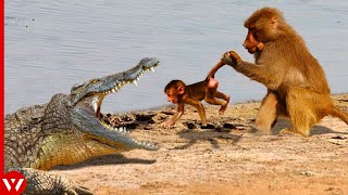 Top 15 Moments Monkey Killed Brutally by Other Animals [upl. by Gauldin]