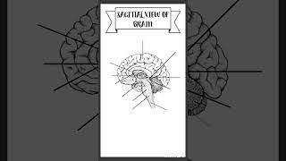 Sagittal view of brain brainanatomy neuroanatomy [upl. by Ynnavoig]