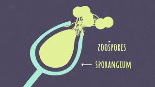 Phytophthora A Life Cycle [upl. by Eanod685]