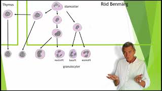 Immunförsvaret 2 7 leukocyter [upl. by Rolan910]