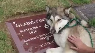 DOG CRYING AT OWNERS GRAVE VIDEO IS FAKE [upl. by Vivien]