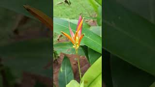 Heliconia psittacorum is an ornamental plant belonging to the family Heliconiaceae [upl. by Dnallor100]