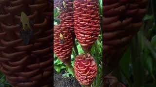 Exotic Beehive GingerZingiber Spectabile at Kew Gardens in London [upl. by Nicole37]