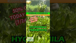 🚨50 OFF🚨HYGROPHILA CORYMBOSA ‘PARAWITOTA’ Today Only 72424 [upl. by Shay]