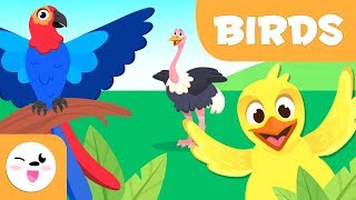 Birds for kids  Vertebrate animals  Natural Science For Kids [upl. by Lucine]