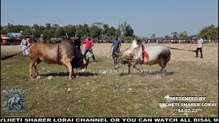 Sylheti Mostan 2 VS Uk King Bullfight Bangladesh Sylhet 2023 [upl. by Perron]