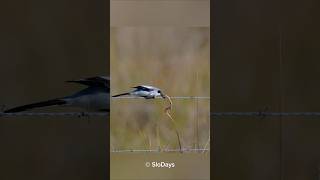 The Butcher Shrike Bird 😯 omg [upl. by Nevad]