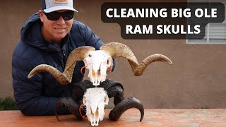 HOW TO CLEAN CURLY HORN RAMS SKULLS [upl. by Eide781]