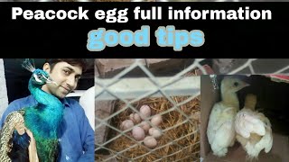 Peacock egg full information hindi  Urdu [upl. by Stephannie]