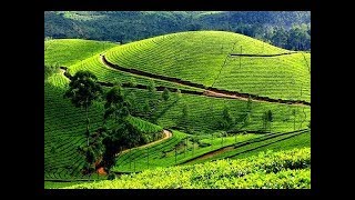 Munnar TourismTravocoaster Travel GuideTour amp Travel company [upl. by Ahsiela]