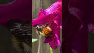 Bufftailed bumblebee Bombus terrestris beer nature naturelovers shorts [upl. by Muiram]