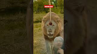 Very denser so amazing animal kingdom animals lion motivation wildlife  animals nature giant [upl. by Sabu121]