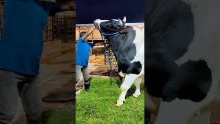 1200 Holstein Friesian bull from Brownies Ranch [upl. by Delp]