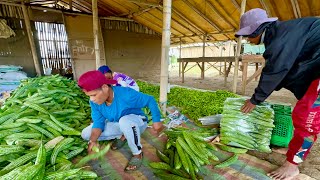 Mga Dapat Malaman para KUMITA ng MILLIONS at Maiwasang Malugi sa Comercial Scale Vegetable Farming [upl. by Aniale]