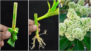 How to grow alstonia scholaris from alstonia scholaris cutting With Using Dragon cutting [upl. by Idid]