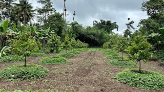 Seni Berkebun Kebun Durian Sistem Busut dengan Cover Arachis Pintoi [upl. by Yffat994]