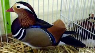 Canard Mandarin Exposition Avicole Wintzenheim 2016 [upl. by Nrobyalc]