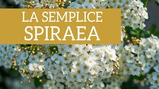 La semplice bellezza della Spiraea [upl. by Launam]