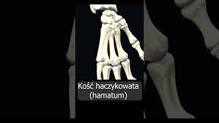 Kość haczykowata hamatum uczymy razem shorts anatomia medycyna 3d anatomy [upl. by Naloj981]