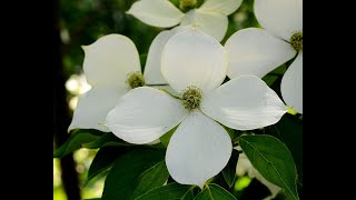 Kínai csillagsom Cornus kousa var chinensis  videó képekben [upl. by Natty31]