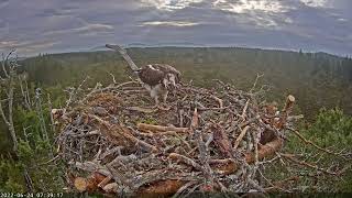 RSPB Loch Garten  Live osprey nest cam  2022624 [upl. by Atnaloj]