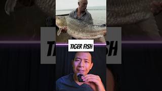 Tiger Fish fish tigerfish rivermonsters wildlife wildanimal shorts youtubeshorts [upl. by Ravens]