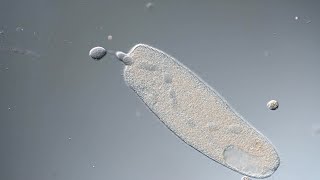 Spirostomum repairs itself after membrane rupture [upl. by Eibocaj]