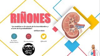 Anatomía  Riñón Pt I Caras Bordes Relaciones Fascia Renal [upl. by Aehsan]