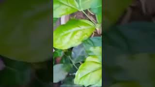 Guess the plant name shortsfeed plant moonsoon nature ytshortsindia ytshorts feedshorts [upl. by Ranique]