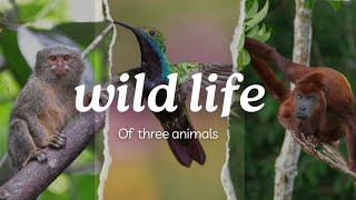 wild life of three animals video pygmymarmoset [upl. by Anwad]