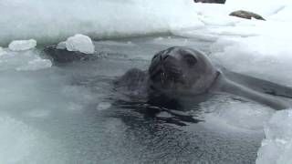 Are Some Weddell Seal Pups Couch Potatoes [upl. by Einaoj]