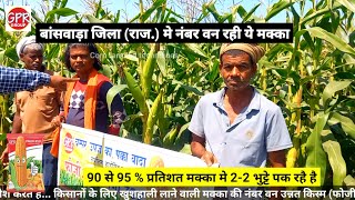 🌽 बंफर उपज चाहिए तो ये मक्का लगाईये  सबसे बेस्ट पैदावार वाली मक्का  best makka  🌽 [upl. by Ashien]