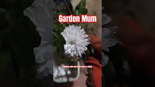 Garden Mum Cuttings  Perennial Masterclass [upl. by Essile761]