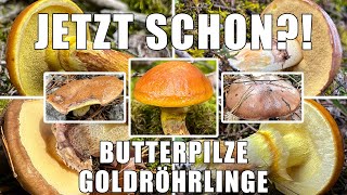 Jetzt schon Butterpilze amp Goldröhrling Typische FrühstarterRöhrlinge aus Oberbayern  Suillus [upl. by Lesoj]