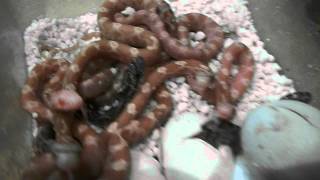 corn snake hatchlings hatching several clutches [upl. by Caty]