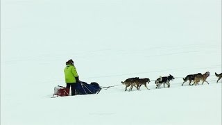 How a Diphtheria Outbreak Spawned the Iditarod [upl. by Rufford171]