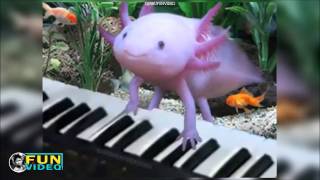 AXOLOTL cute pets compilation [upl. by Dardani964]