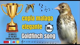 Copia Malaga Elegante para memorización los niños de jilguero y mixto jilguero  Goldfinch singing💿 [upl. by Zigmund534]