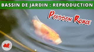 Bassin de jardin  Reproduction poisson rouge [upl. by Ytsrik488]