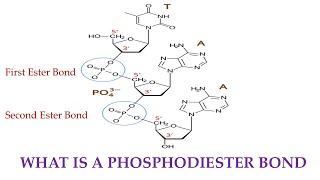 What is a Phosphodiester Bond [upl. by Hershell]